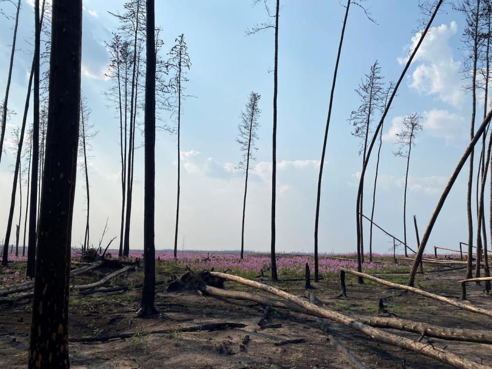 Fires have been burning in Wood Buffalo National Park since spring. 