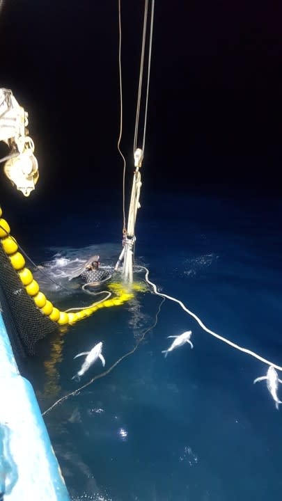 a person in the water beside a ship cutting fins on an cetacean, with other cetacean bodies floating nearby