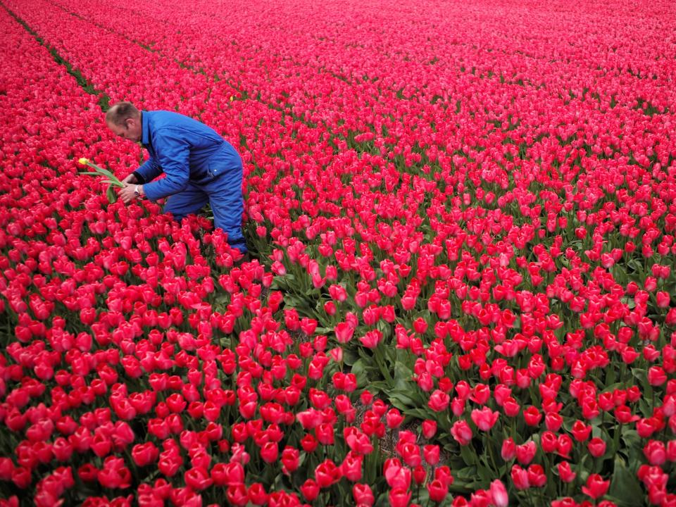 Tulips