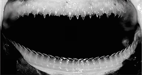 The jaws of an adult female <i>Etmopterus benchleyi</i>. It's likely that the top teeth are used for grasping and the bottom for cutting.