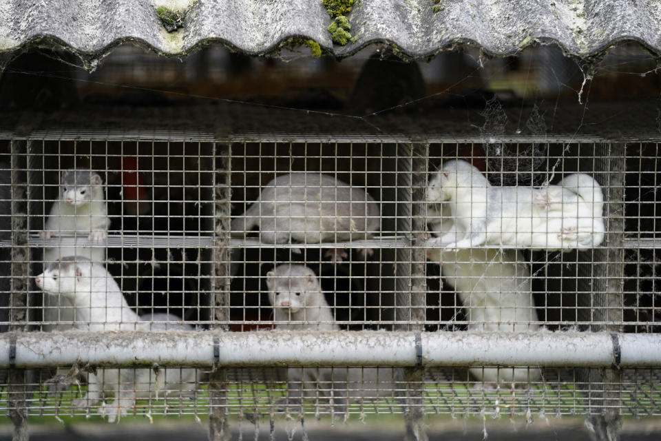 FILE - In this Friday, Oct. 9, 2020 file photo, minks in a farm in Gjoel in North Jutland, Denmark. Denmark’s prime minister says the government wants to cull all minks in Danish farms, to minimize the risk of them re-transmitting the new coronavirus to humans. She said Wednesday, Nov. 4, 2020, a report from a government agency that maps the coronavirus in Denmark has shown a mutation in the virus found in 12 people in the northern part of the country who got infected by minks. (Mads Claus Rasmussen/Ritzau Scanpix via AP, File)