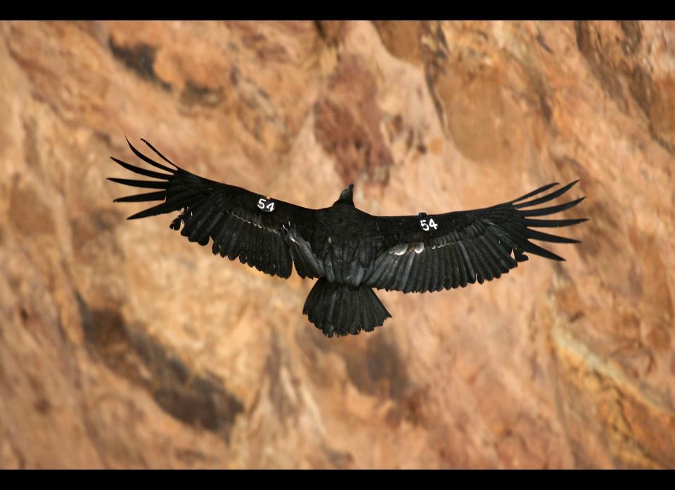 A rare and endangered California condor flies through Marble Gorge, east of Grand Canyon National Park, on March 22, 2007 west of Page, Arizona. Credit: David McNew, Getty Images