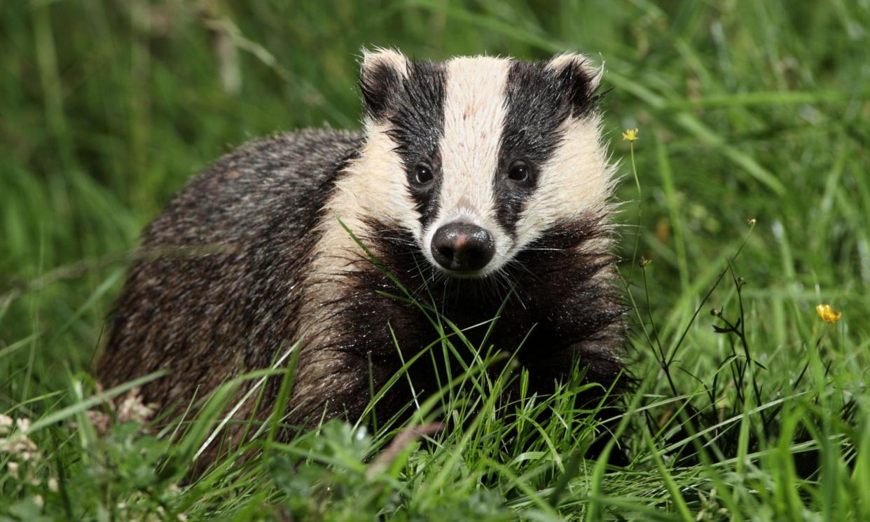 <span>It is thought more than 200,000 badgers have been culled in the past decade.</span><span>Photograph: Roy Waller/Alamy</span>