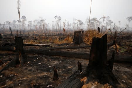 A tract of Amazon jungle is seen after a fire in Boca do Acre