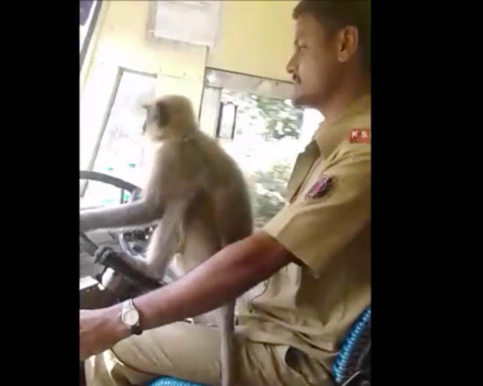 Ein Langur sitzt auf dem Lenkrad, der Busfahrer bangt nun um seinen Job. (Screenshot: Newsflare)