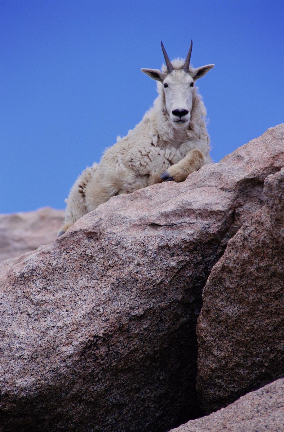 File: Rocky mountain goat lying on a rock in Colorado (Getty Images)