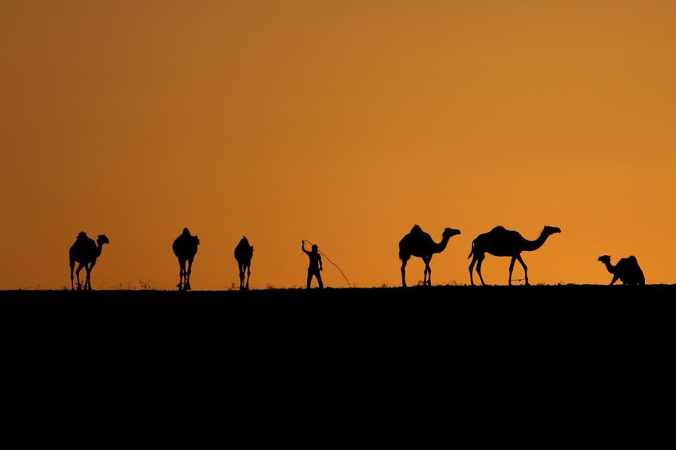 Bedouin and his camels