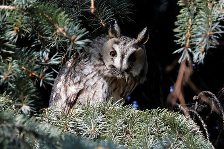 A long-eared owl sits on a branch of a pine tree in a park in Kikinda, Serbia, November 14, 2018. REUTERS/Marko Djurica