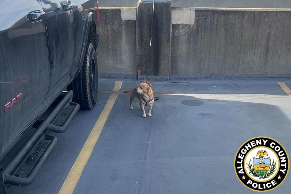 <p>Allegheny County Police Department</p> A dog found left alone tied to a pole in a parking lot at the Pittsburgh International Airport