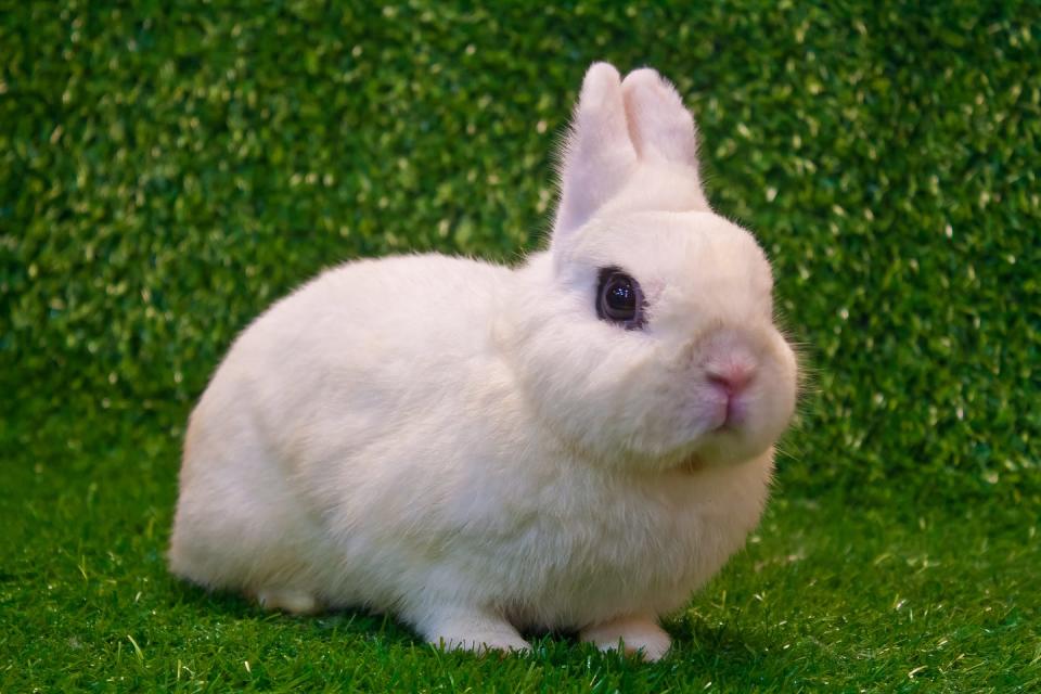 white dwarf hotot rabbit with black around eye on grass background