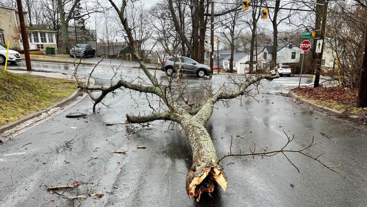 A file photo shows a damaged tree in Dartmouth, N.S., after strong winds during a January 2023 storm. (Paul Palmeter/CBC - image credit)