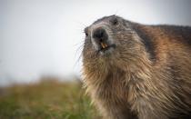 <p>Wenn das Murmeltier am 2. Februar seinen Schatten sieht, dauert der Winter noch weitere sechs Wochen an. So heißt es in der Tradition des "Groundhog Day", also "Murmeltiertag". Doch kann ein Tierchen, dass man einfach mitten im Winter aus seinem Bau zieht, wirklich das Wetter vorhersagen? (Bild: iStock / Zwilling330)</p>