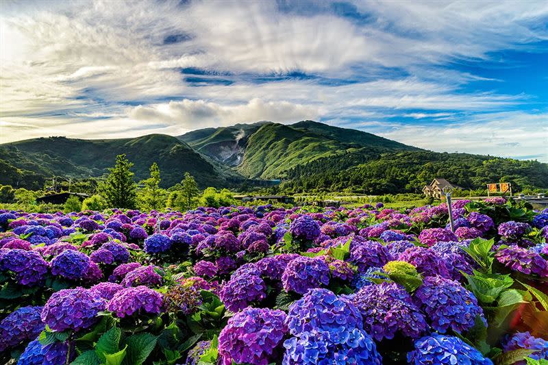 陽明山頂湖上的繡球花是必拍美景之一（圖／翻攝自台北市政府官網）