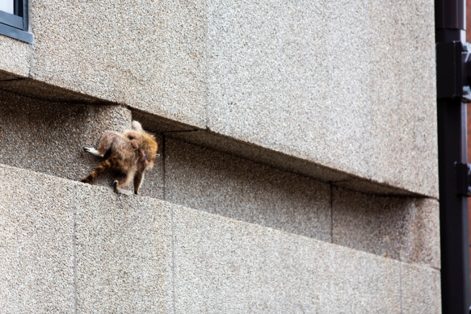 <em>Live traps for the raccoon have been set on the roof so it can be safely returned to ground level (PA)</em>