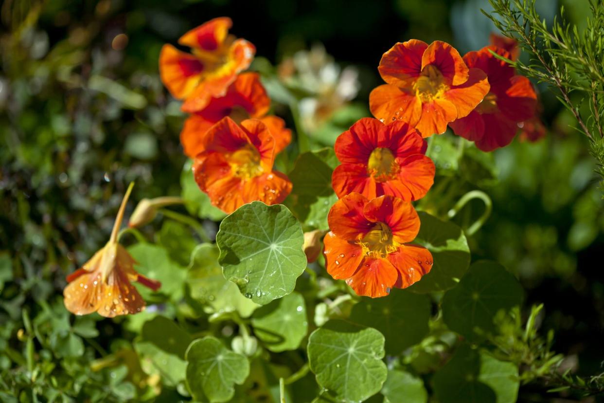 nasturtiums