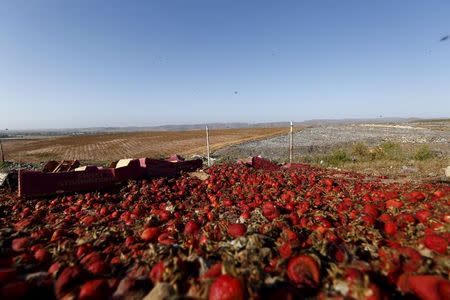 Strawberries rot at the municipal garbage dump, after a work stoppage by fruit pickers, in San Quintin in Baja California state, Mexico April 1, 2015. REUTERS/Edgard Garrido