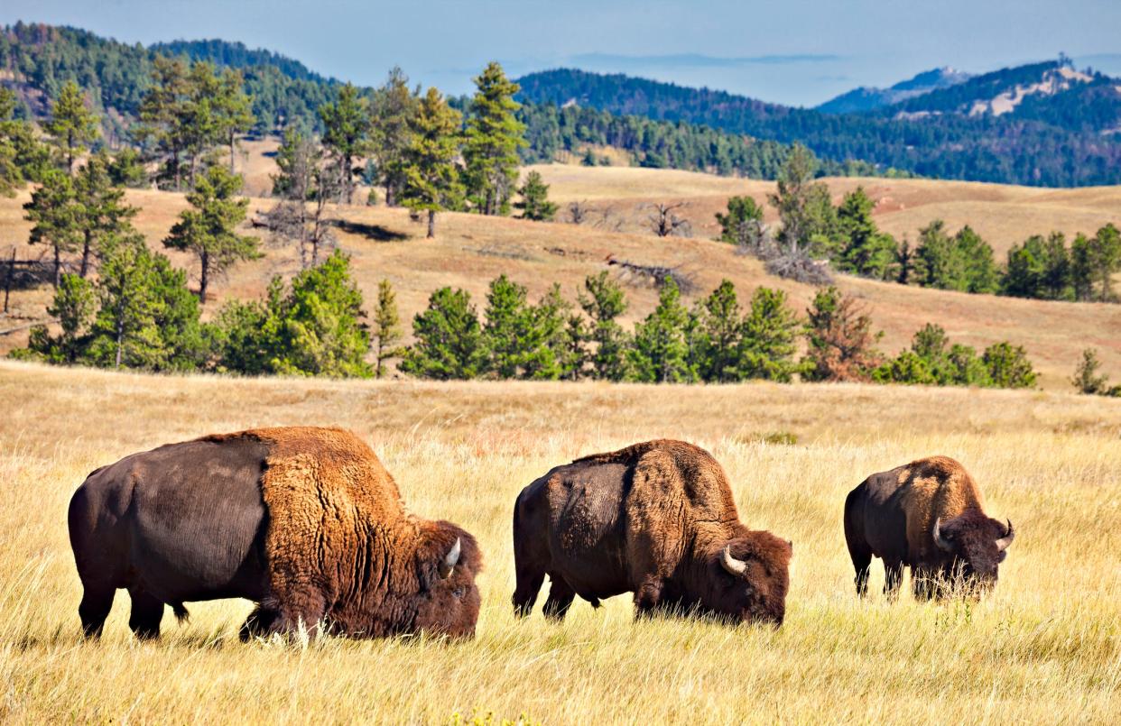 A charging buffalo, similar to the one shown here, seriously injured a sheriff's deputy early Sunday evening in Ellsworth County in central Kansas