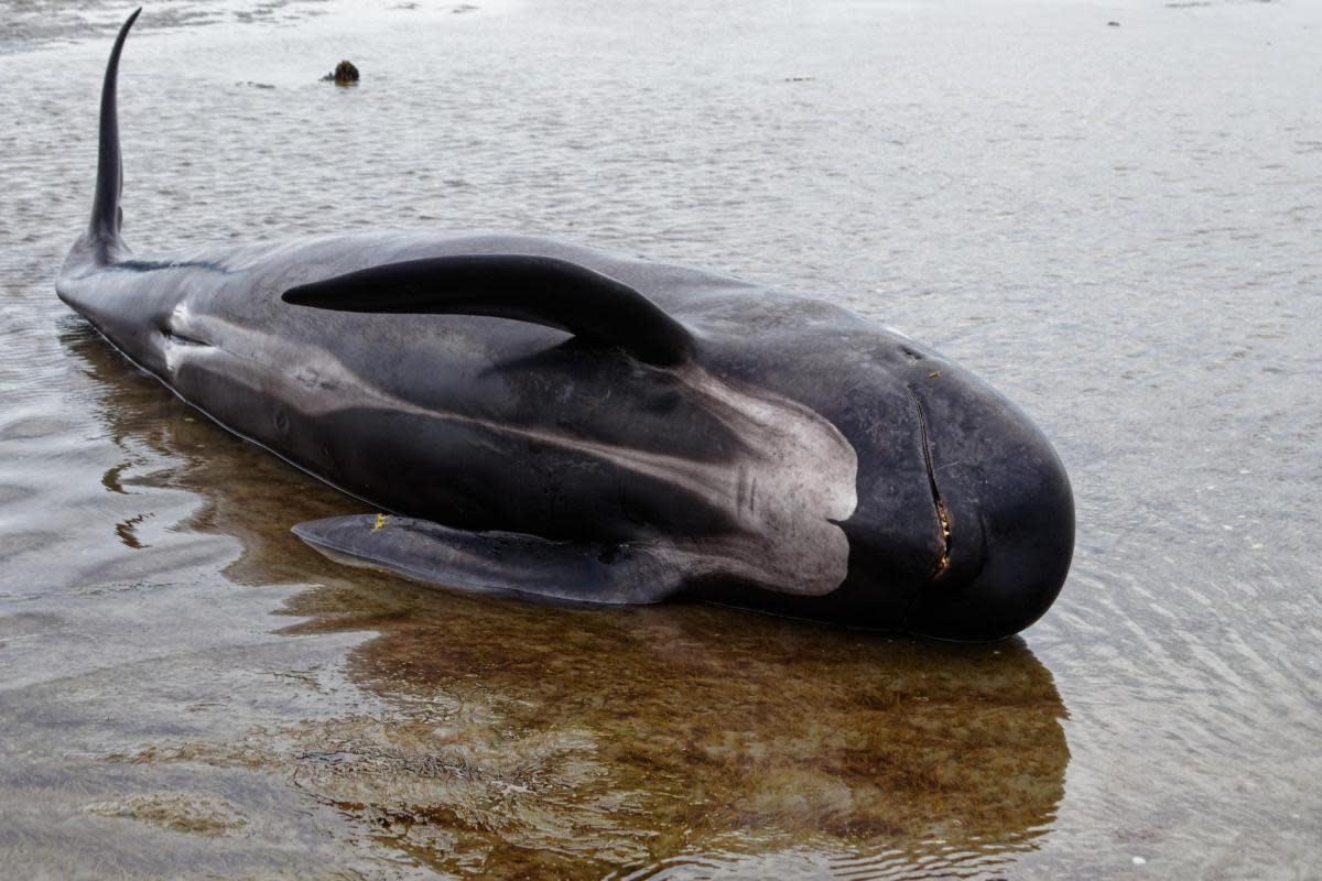 What to do if you see a whale, dolphin or porpoise washed up on a Scottish beach <i>(Image: Getty)</i>