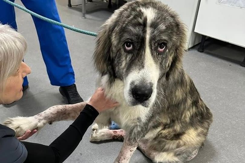 Caucasian Shepherd Badger is being looked after at JP Vets