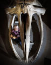 Conservator Nigel Larkin begins work to dismantle a 40ft juvenile North Atlantic whale skeleton, the largest artefact within the Hull Maritime Museum's collection. (Photo by Danny Lawson/PA Images via Getty Images)