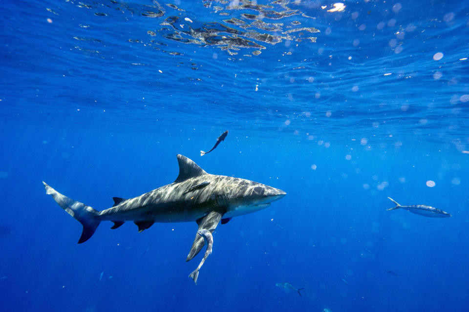 A bull shark cruises through the water during an eco tourism shark dive off of Jupiter, Florida on May 5, 2022. / Credit: Joseph Prezioso/Anadolu Agency via Getty Images