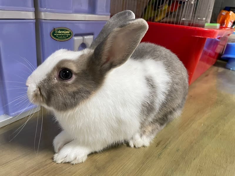 桃園將辦特殊寵物認養活動（1） 桃園市政府動物保護處22日將舉辦非犬貓特殊寵物認 養活動，包括多種鸚鵡、烏龜、兔子（圖）等，歡迎 符合資格的民眾前往認養。 （動保處提供） 中央社記者葉臻傳真  113年6月13日 