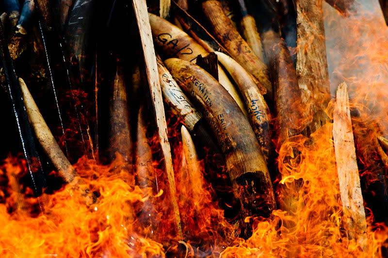 Illegally poached Elephant tusks and iveory go up in flames. Gabon's stockpile of ivory seized from elephant poachers and illegal ivory dealers is burned in the nation's capital, Libreville, , Gabon, 27.06.2012.