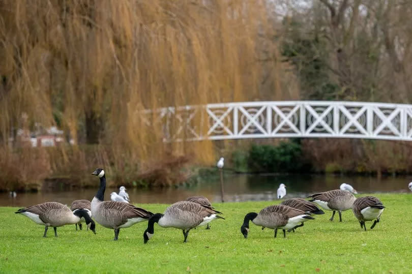 Geese enjoying the meadow at Riverside Park St Neots beside the River Great Ouse