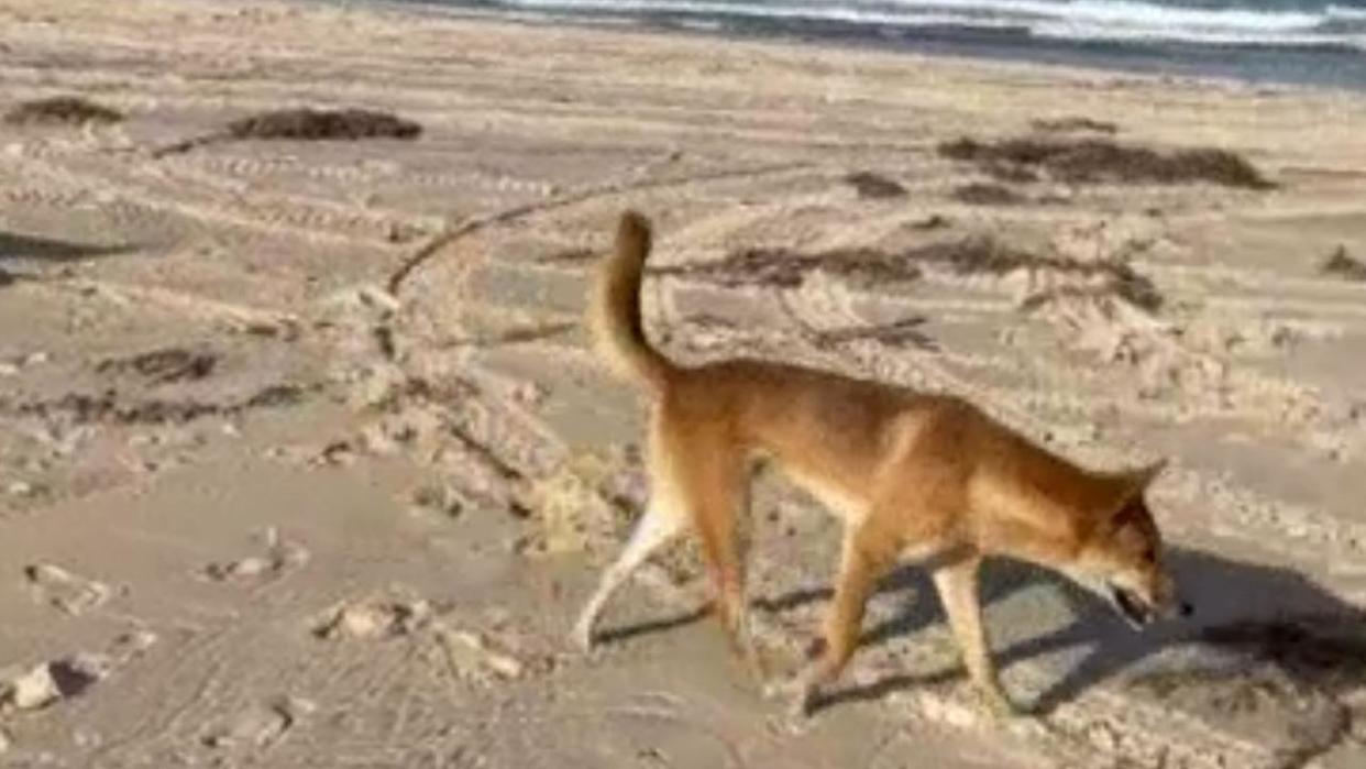 A young girl was attacked by a dingo on Wednesday. Picture: Supplied