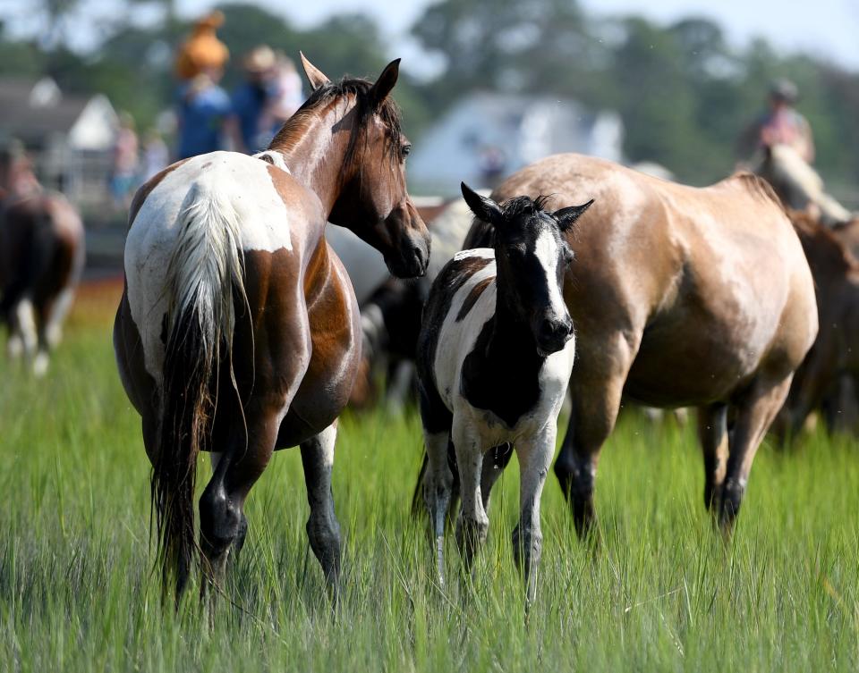 Ponies rest after the Chincotague Pony Swim Wednesday, July 26, 2023, in Chicoteague, Virginia.