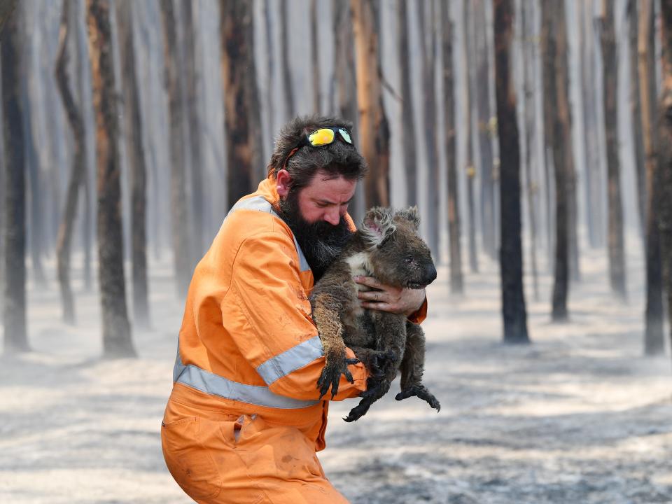 Adelaide wildlife rescuer Simon Adamczyk is seen with a koala rescued at a burning forest near Cape Borda on Kangaroo Island.JPG