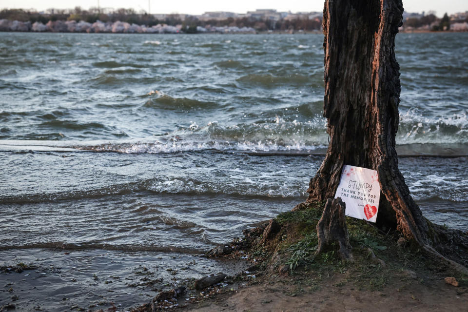 Image: The National Park Service Announces Removal Of Around 140 Of D.C.'s Iconic Cherry Blossoms To Construct Improved Sea Wall (Alex Wong / Getty Images)