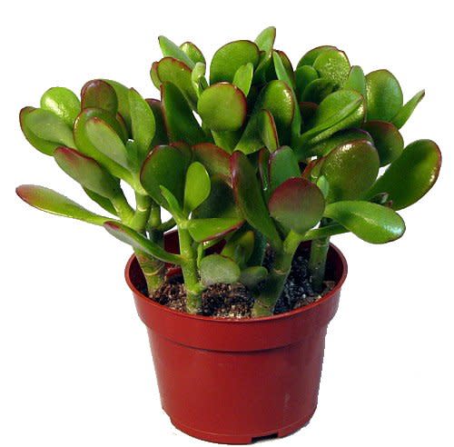 Jade Plant - Crassula ovata - Easy to Grow - 4