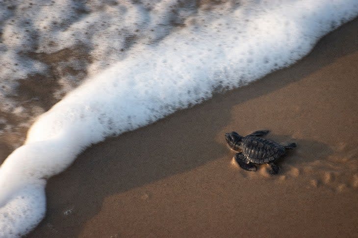 This little Kemp's Ridley hatchling is making its way into the gulf at Padre Island National Seashore. 