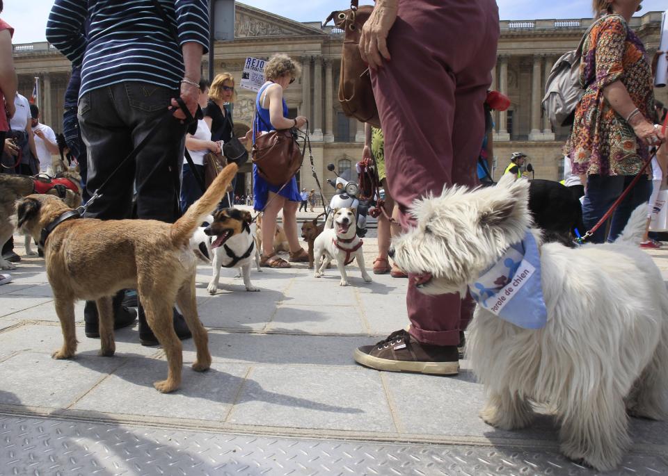 Dog owners gather behind the Louvre Museum in Paris prior to a march toward the Tuileries Gardens, in Paris, Saturday June 8, 2013. At least 100 pooches with owners in tow, holding leashes marched near the Louvre at a demonstration to demand more park space and access to public transport for the four-legged friends. (AP Photo/Remy de la Mauviniere)