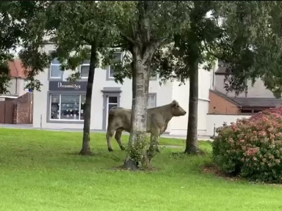 Still image from video of a cow which escaped from an abattoir in Carlisle, Cumbria, 21 August 2019: Screen grab/Spotted Carlisle/Facebook