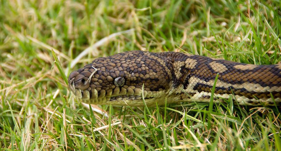 The python which wrapped itself around the small pet was similar to the size of this snake and was described as the thickness of a pool noodle. Source: Animal Referral Hospital Brisbane