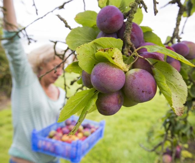 Fruit Trees - Home Gardening Apple, Cherry, Pear, Plum, and Peach Trees -  Burpee