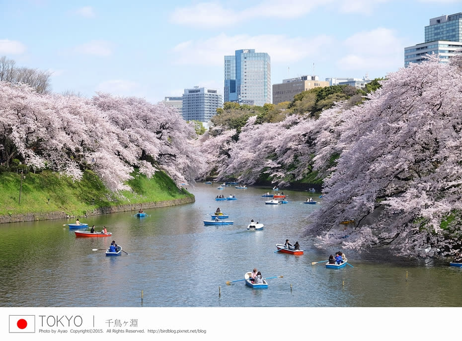日本東京自由行。滿開日 櫻吹雪。極美賞櫻必去景點 千鳥之淵 ＆ 北之丸公園