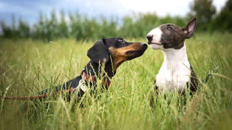 How To Help Your Dogs Get Along