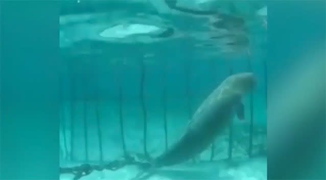 Diver discovers mother and calf dugongs trapped in cage at bottom