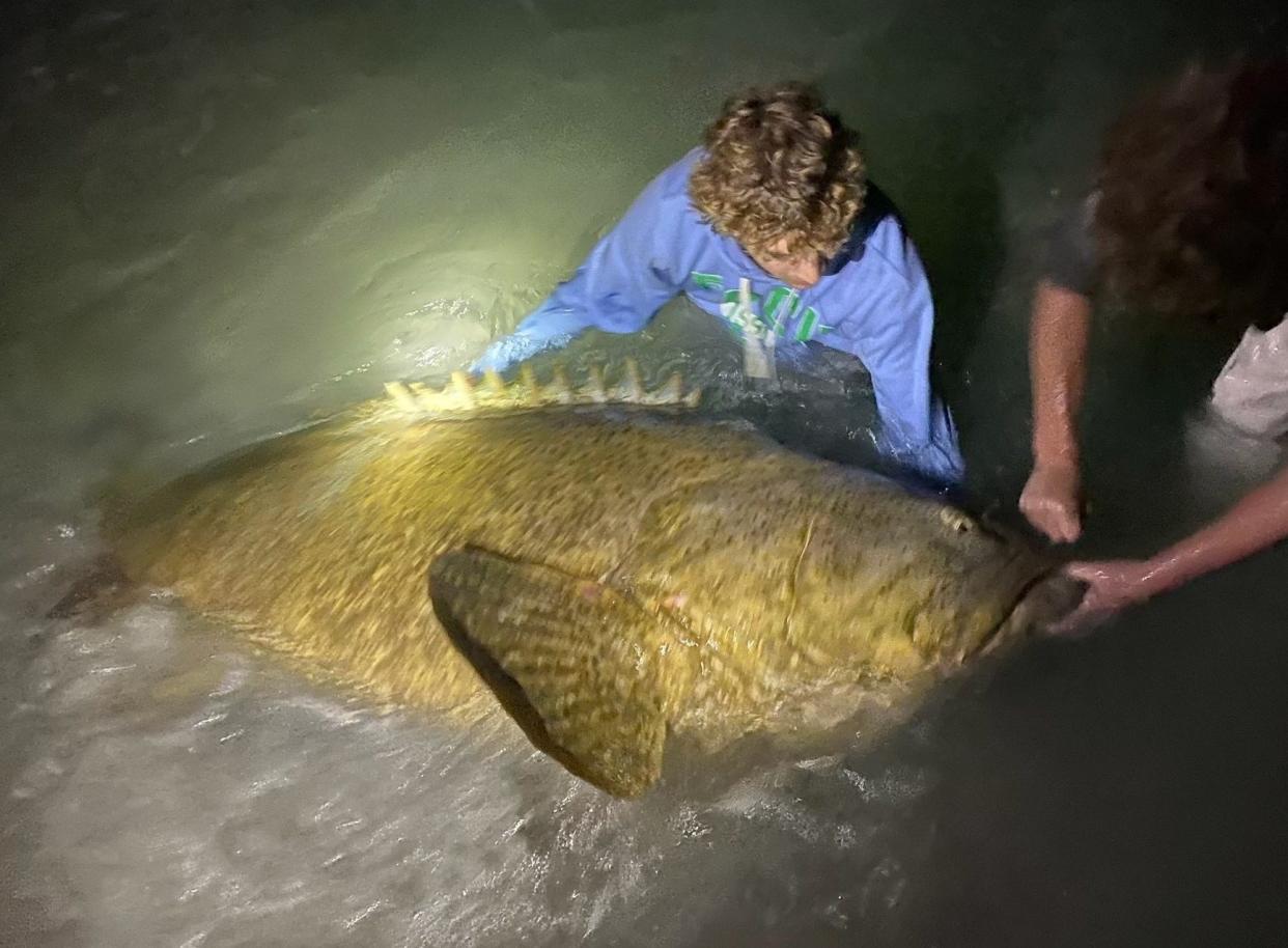 Isaac Francis of Sarasota scores a Goliath grouper while fishing with light tackle off Turtle Beach on Feb. 3. With help from friends, the Goliath, estimated at 250 pounds, was promptly released and "swam off strong," said Francis, 17, a junior at Riverview High School. The Florida record for Goliaths is a 680-pounder caught near Fernandina Beach in 1961. Once listed as a federal species of concern, the abundance of Goliaths has grown steadily in Florida in the past decade-plus. In 2022, the Florida Fish and Wildlife Conservation Commission lifted a 32-year ban, opening a lottery-based and highly regulated sport fishery.