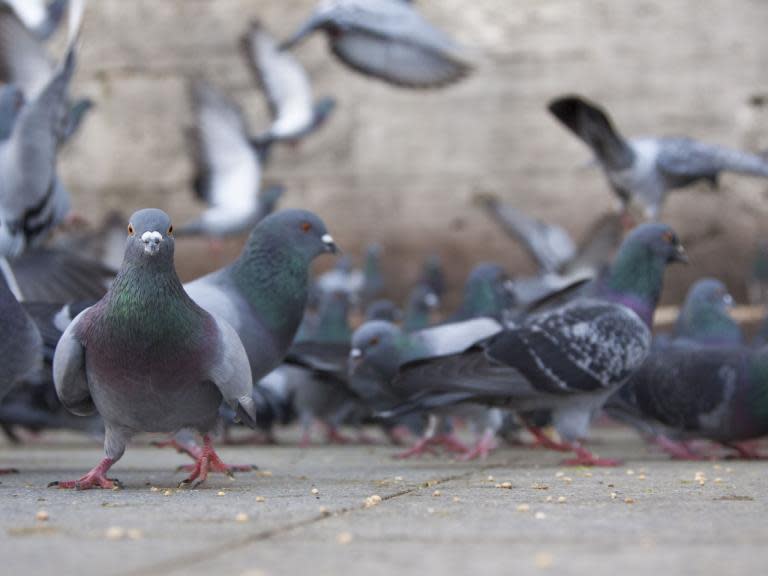 From head bobbing to hopping, why animals sometimes appear as if they're dancing