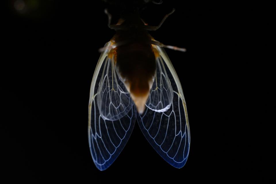 The veins of an adult periodical cicada's translucent wings are illuminated shortly after shedding its nymphal skin, late Saturday, May 18, 2024, in Charleston, Ill. (AP Photo/Carolyn Kaster)