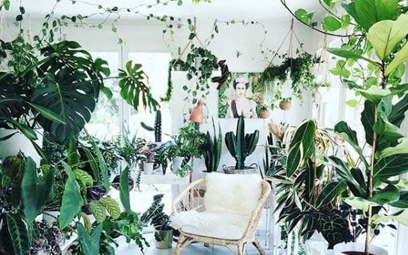 Hanging out: foliage at height has become fashionable in the home - Instagram.com/meeschmid_plantlady