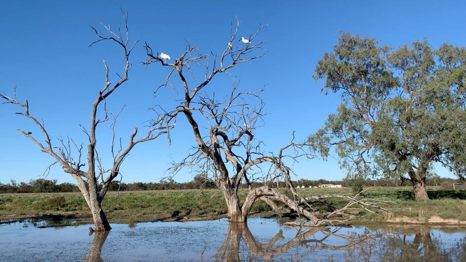 Spoonbills roosting in the distance on a dead tree. There is a water hole below.