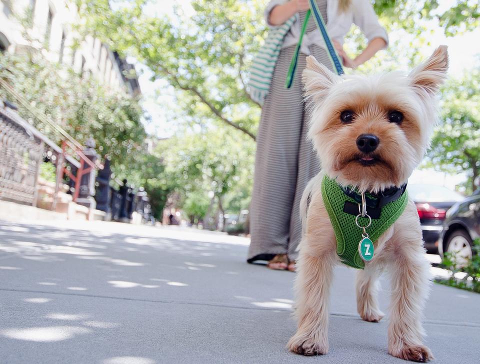 yorkie with a cute haircut walking with her owner on an urban street