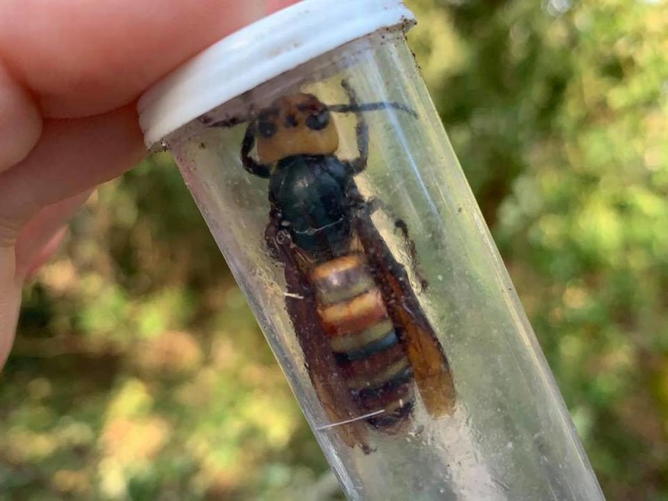 The Washington State Department of Agriculture announced Thursday, Sept. 23, 2021, that it had destroyed another Whatcom County nest built by Asian giant hornets — commonly referred to as “murder hornets.”