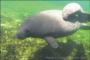 A manatee named Annie, and her calf, are pictured here swimming in the St. John's River in Florida.