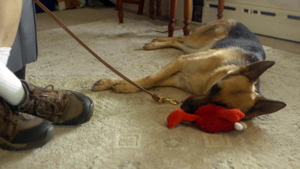 Molly, Angie Polizzotto's guide dog, lies down in her Keyport home in 2022.